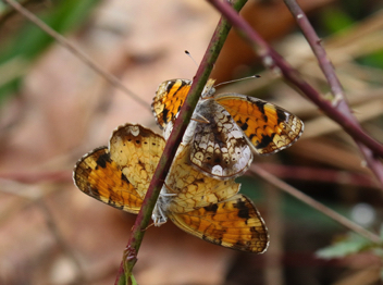 Pearl Crescent mating pair